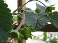 Hängeerdbeeren (2).webp