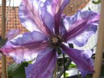 Clematis_Blüte (3).jpg