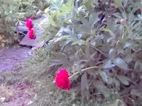 000531_184935.webp