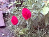 000531_184955.webp