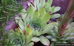 hauswurz-sempervivum-01.webp