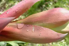 NZ Flax v.webp
