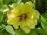 Fruehling 2008 131v.webp