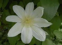 Oktober 2009 Gardenclub 007 v.webp