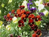 Oktober 2009 Gardenclub 041 v.webp