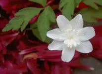 Oktober 2009 Gardenclub 122v.webp