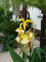 Glauca RA.webp