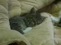 katzen 003.webp