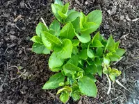 hortensie0106b.webp