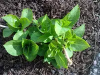 hortensie0106.webp