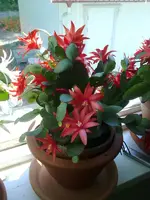 osterkaktus_rot_topf.webp