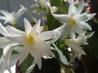 osterkaktus_weiss_portraet.webp