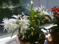 osterkaktus_weiss_topf.webp