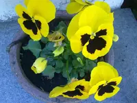 stiefmuetterchen_portraet.webp
