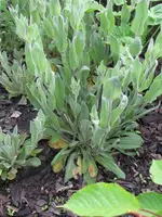 Garten Mai 2010 089.webp