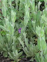 Garten Mai 2010 090.webp