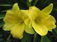 Gelb Taglilie.webp