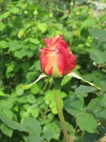 Die erste Rose im Vorgarten.webp