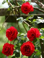 IMG_1706.webp