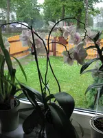IMG_1427.webp
