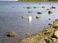 schwan2.webp