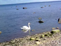 schwan.webp