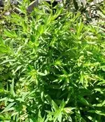3722866585_e14c1734c6.webp