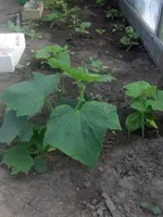 HPIM4552.webp