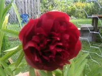 HPIM4554.webp