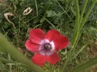 HPIM4548.webp