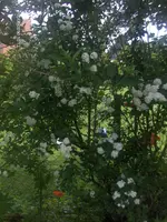 HPIM4547.webp