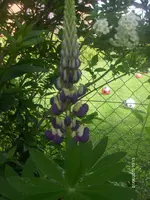 HPIM4546.webp