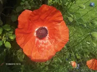 HPIM4545.webp