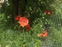 HPIM4544.webp