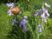 HPIM4543.webp