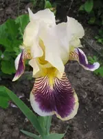 Garten 25.05. 2010 2 001.webp
