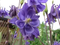 Garten 25.05. 2010 2 009.webp