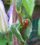 Garten Mai 2010 072.jpg