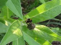 Garten 25.05. 2010 2 024.webp