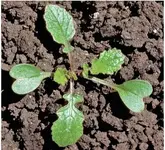 wild%20radish%20image.webp