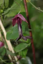 Purpurglöckchen (3).webp
