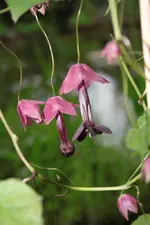 Purpurglöckchen (4).webp