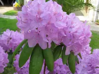 05 011.webp