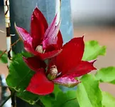 R die ersten 2 Blüten_klein.webp
