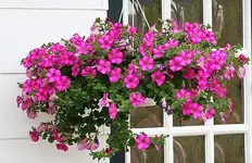 Hängepetunie pink_klein.webp