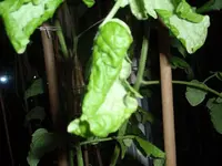 P6013270.webp