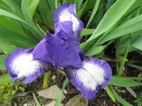 IMG_arctic fancy_1024x768.webp