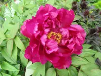 IMG_5525_1024x768.webp