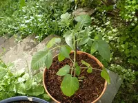 tomate_torill.webp