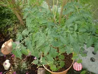 tomate_plantasjen.webp